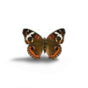 OJO DE MACHO SYLFOS 15ML PAP