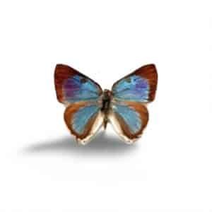 AGUA MARINA LISTADA 15 ML SYLFOS