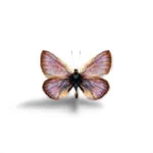 XERCES AZUL SYLFOS 15ML PAP