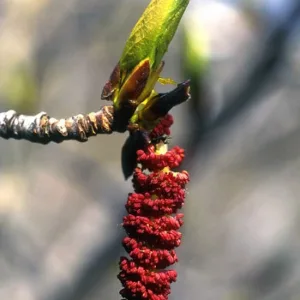 Balsam poplar Alaskan
