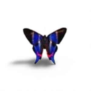 DOCTOR AZUL SYLFOS 15ML PAP