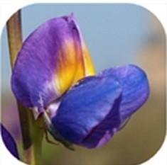 LUPIN 15 ML Tarwi FLEUR SYLFOS