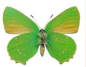 VERDE PEQUENA SYLFOS 15ML PAP