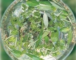 GREEN ESSENCE 15 ML BUSH