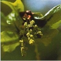 OAK 15 ML PHI