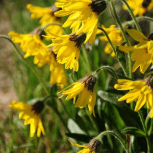 ALPINE ARNICA ALAS F SUP<span> - </span>30 ml