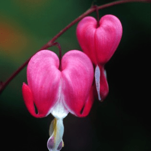 BLEEDING HEART ALASKAN<span> - </span>30 ml