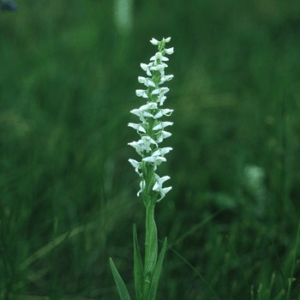 BOG CANDLE ALASKAN SUP<span> - </span>30 ml