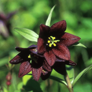 CHOCOLAT LILY ALASKAN SUP<span> - </span>30 ml