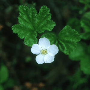 CLOUDBERRY ALASKAN F SUP