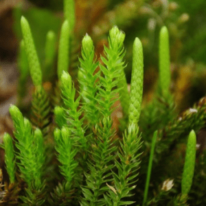 CLUB MOSS ALASKA F SUP