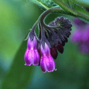 COMFREY ALASKAN F SUP