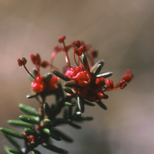 CROWBERRY ALASKAN F SUP<span> - </span>7.5 ml