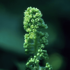 DEVIL'S CLUB ALASKAN F SUP