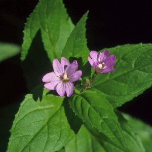 DWARF FIREWEED ALASKAN F SUP<span> - </span>30 ml