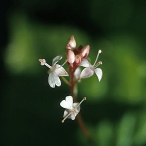 ENCHANTER'S NIGHT ALASKAN F SUP<span> - </span>30 ml