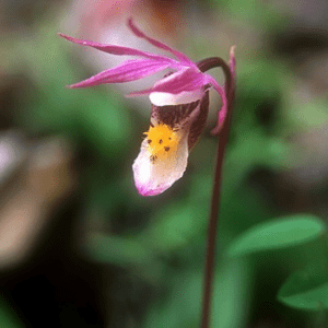FAIRY SLIPPER ALASKAN F SUP