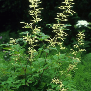 GOATSBEARD ALAS F SUP