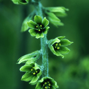FALSE HELLEBORE ALASKAN F SUP