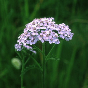 LAVENDER YARROW ALASKAN F SUP