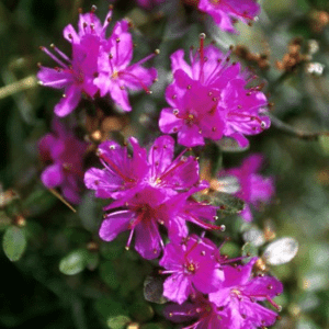 LAPLAND ROSEBAY ALAS F SUP