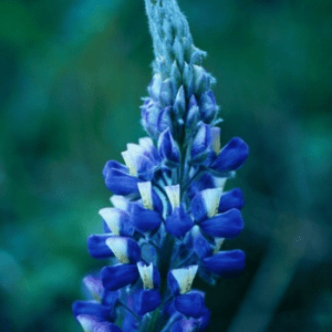 NOOTKA LUPINE ALASKAN F SUP