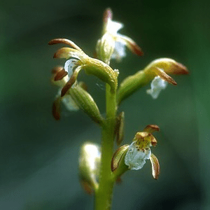 Les Elixirs de fleurs en recherche