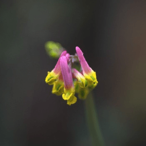 PALE CORYDALIS ALASKAN F SUP