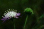 Knautie champs - Field Scabious 10ml