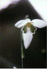 Perce-neige - SNEEUWWKLOKJE