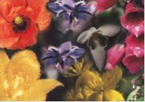 LOVE10 ml Liefde Bloesem Remedies