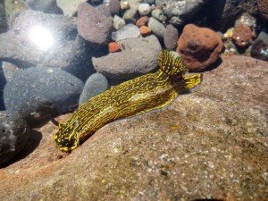 HYPSELODORIS -