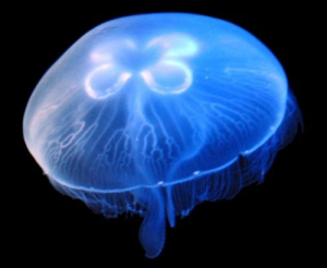 MEDUSE LUNE