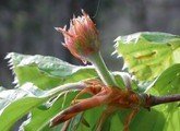 Les fleurs de Bach par DEVA