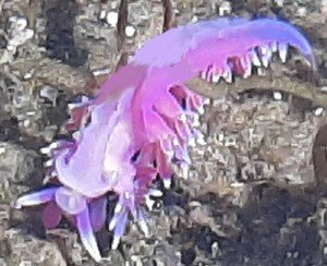 FLABELLINE MAUVE 15ML PHI