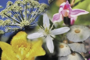 TERRA EXTRA Bloesem Remedies