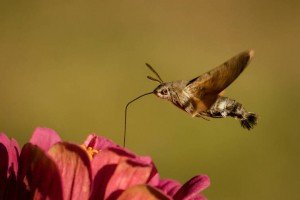 PAPILLON DE NUIT A.E 15 ML PHI