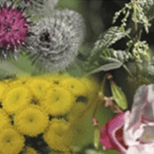 4 ELEMENTS COMPOSE BLOESEM REMEDIES