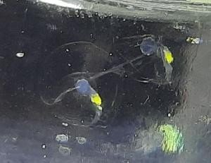 ELIXIR OCEAN N°23 PHI 15ML