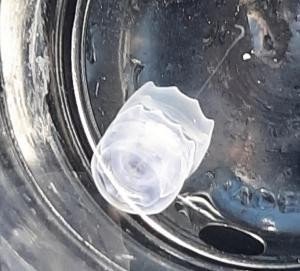 ELIXIR OCEAN N°33 ¨HI 15ml