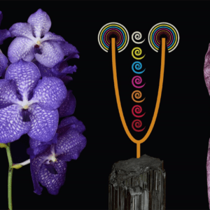 CLARITY OF CONNECTION 15ML