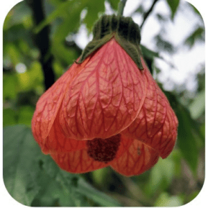 ABUTILON SYLFOS 15ML