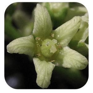 LIERRE VÉNÉNEUX / POISON OAK Sylfos 15ML