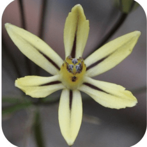 TRITELEIA Pretty Face SYLFOS 15ML