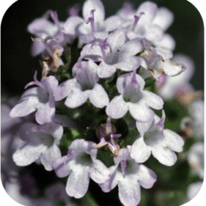 TOMILLO THYM SYLFOS 15ML