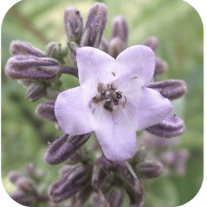 YERBA SANTA SYLFOS 15ML