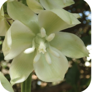 YUCCA Sylfos