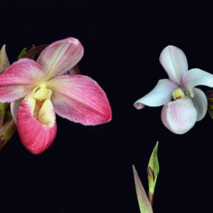 UNCONDITIONAL LOVE LTOE15ML