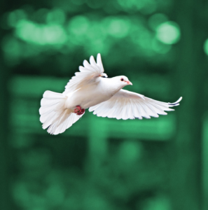 DOVE/COLOMBE WEA 30 ML
