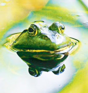 FROG/GRENOUILLE WEA 30 ML
